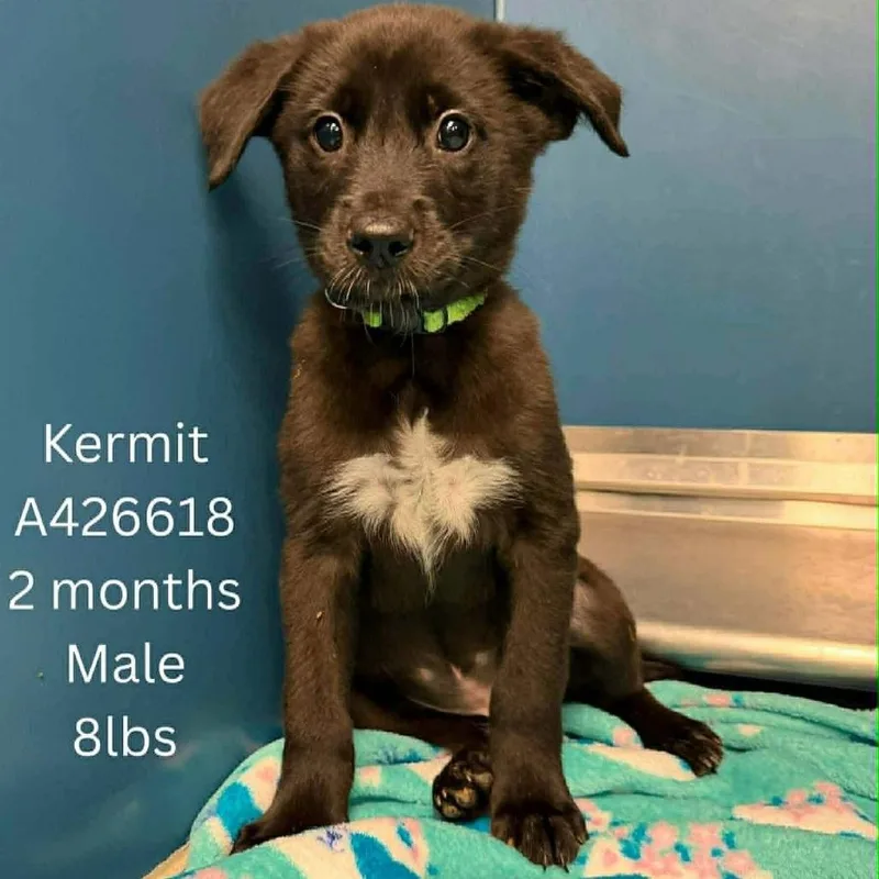 A baby small-sized male Black Mixed Breed dog named Kermit for adoption in Tomah, WI