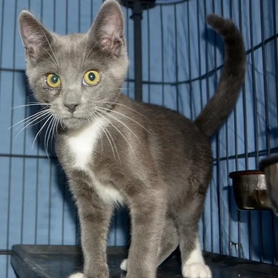 A baby small-sized male Gray / Blue / Silver Domestic Short Hair cat named Lyra for adoption in Los Angeles, CA