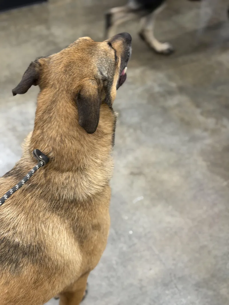 An adult large-sized female Sable Shepherd dog named Nana for adoption in Frazier Park, CA