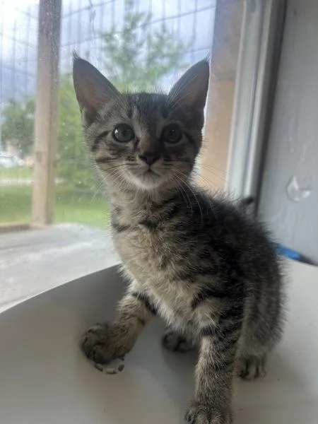 A baby small-sized male Domestic Short Hair cat named Jinu for adoption in Cleveland, TN
