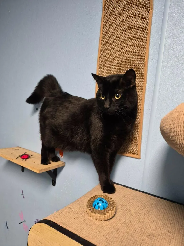 An adult large-sized male Manx cat named The Void for adoption in Center, TX
