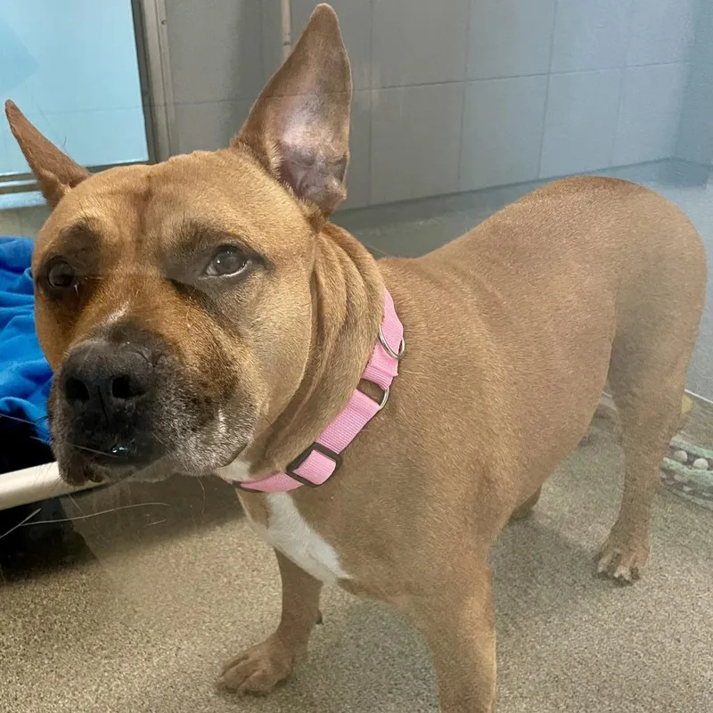 An adult large-sized male Pit Bull Terrier dog named Atomic for adoption in Matteson, IL
