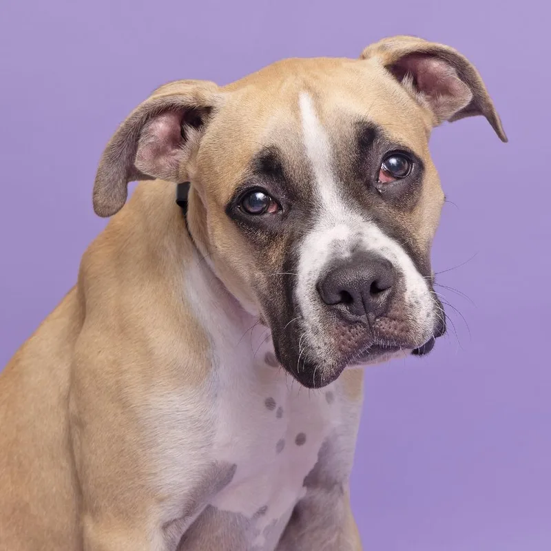 A baby medium-sized male Yellow / Tan / Blond / Fawn Mixed Breed dog named Khalil for adoption in Franklin, TN