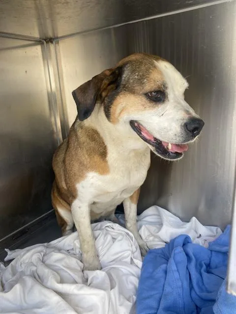 An adult large-sized female Mixed Breed dog named Milly for adoption in Dallas, TX