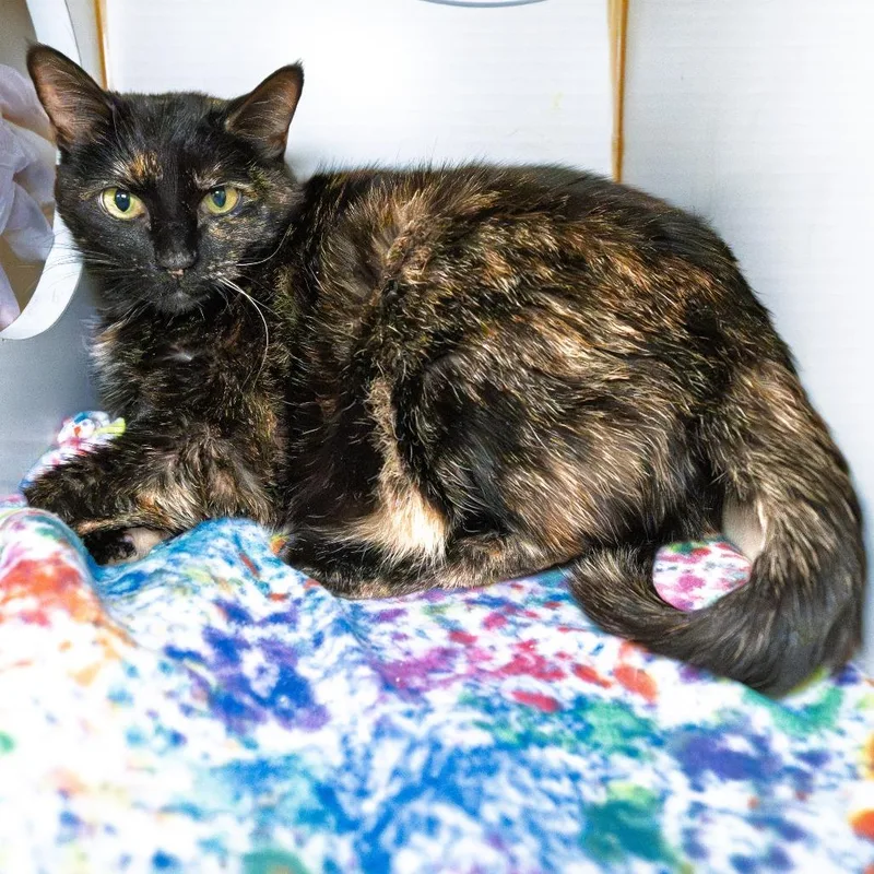 A senior large-sized female Black Domestic Short Hair cat named Sophie for adoption in South Elgin, IL
