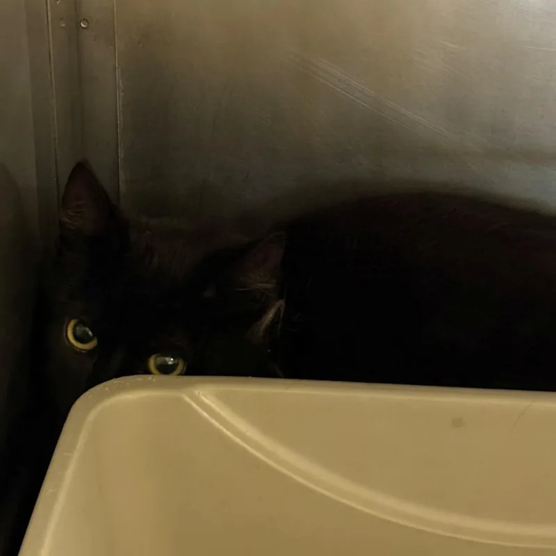 A young small-sized male Black Domestic Short Hair cat named Big Boy for adoption in Chehalis, WA