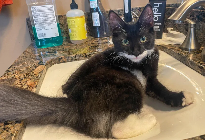A baby medium-sized male Domestic Medium Hair cat named Lex for adoption in Lighthouse Point, FL