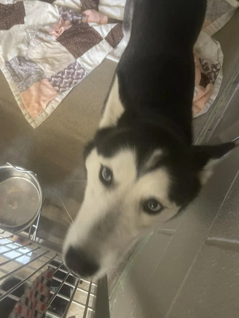 A young large-sized male Husky dog named Alpha for adoption in Fremont, OH