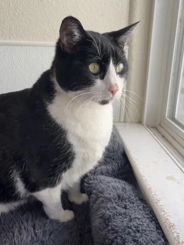 An adult large-sized male Black & White / Tuxedo Domestic Short Hair cat named Essek for adoption in Hollister, CA