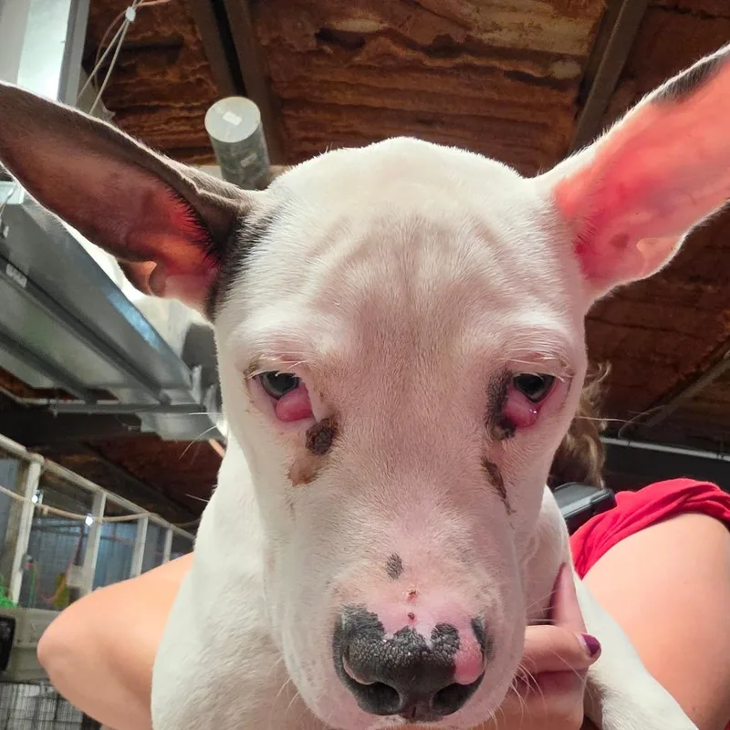 A baby large-sized male White / Cream Mixed Breed dog named Saul for adoption in Leander, TX
