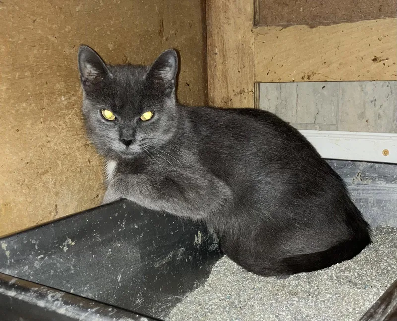A baby medium-sized female Gray & White Domestic Short Hair cat named Amelie for adoption in Dublin, OH