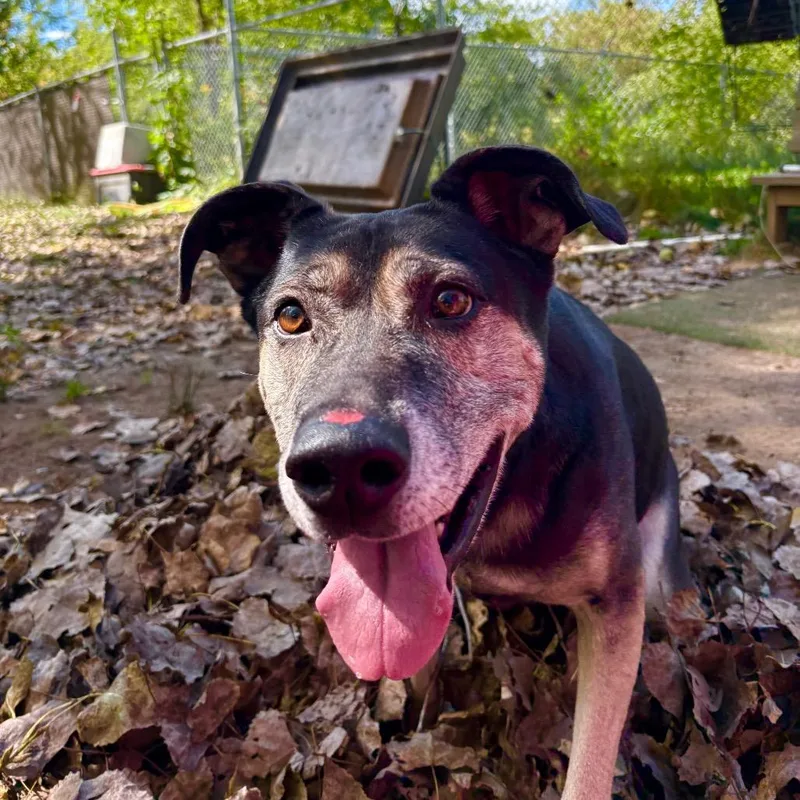 A senior large-sized male Black Mixed Breed dog named Briggs for adoption in Grand Rapids, MI