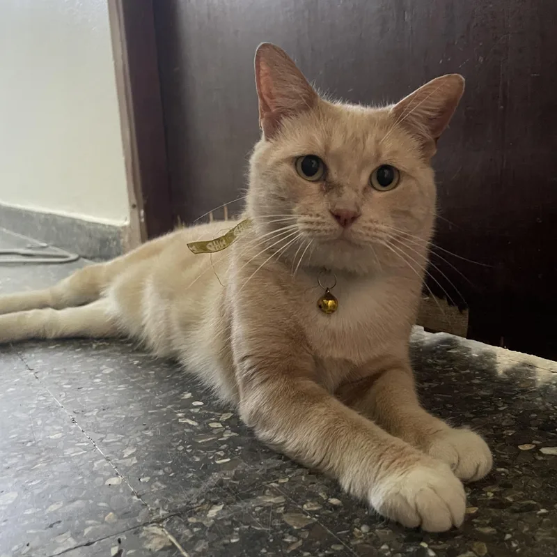 Gigi  The Purrfect thumbnail 2