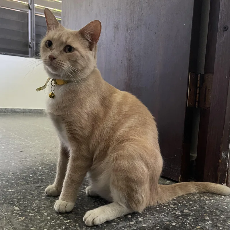 Gigi  The Purrfect thumbnail 3