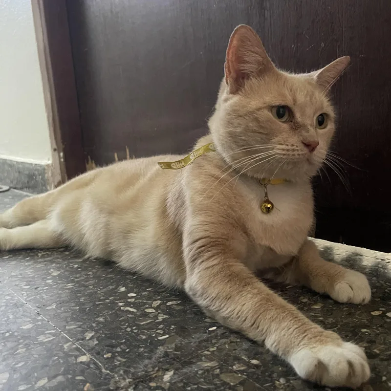Gigi  The Purrfect thumbnail 4