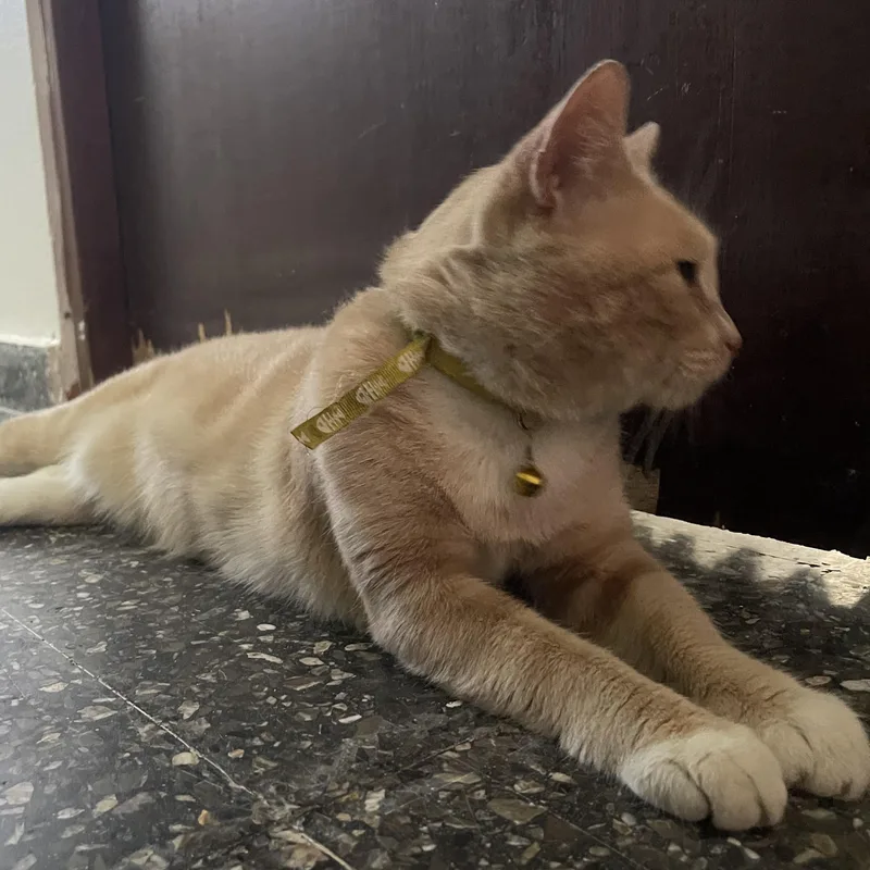 Gigi  The Purrfect thumbnail 5