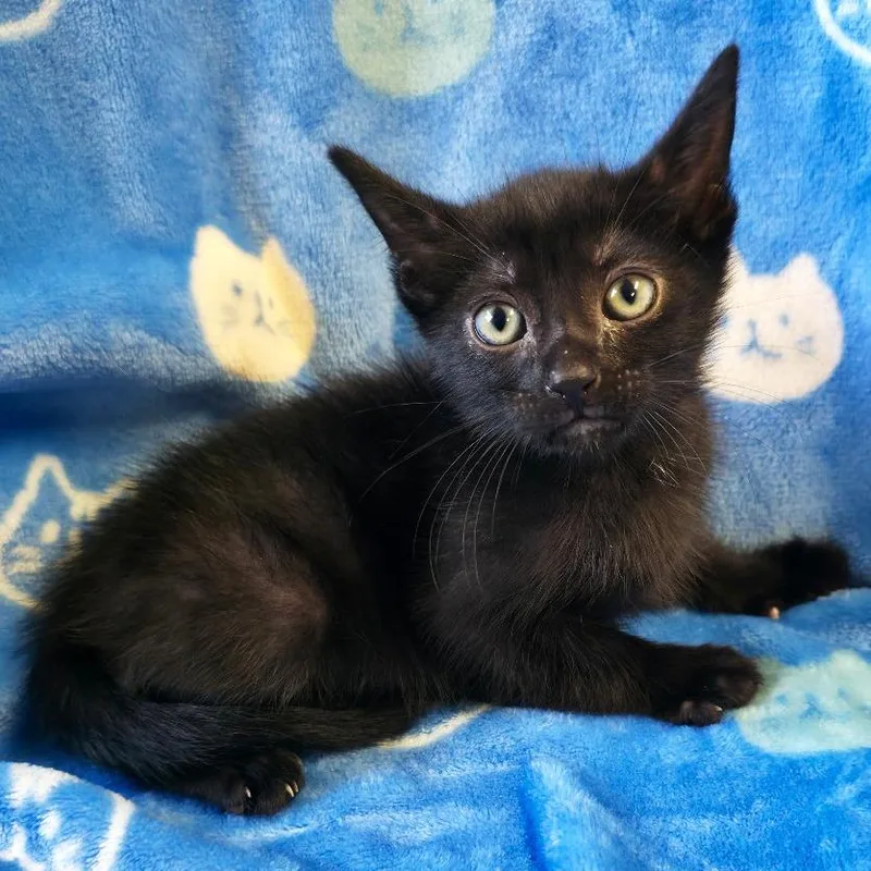 A baby small-sized male Black Domestic Short Hair cat named Hook for adoption in Mount Juliet, TN