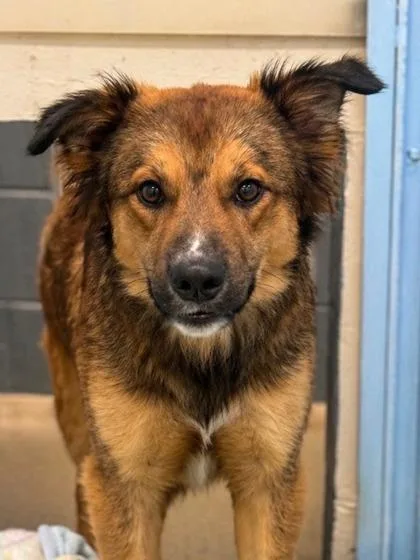 A young medium-sized male Retriever dog named Red for adoption in Palm Coast, FL