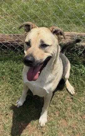A young large-sized male Shepherd dog named Ace for adoption in Carrollton, GA