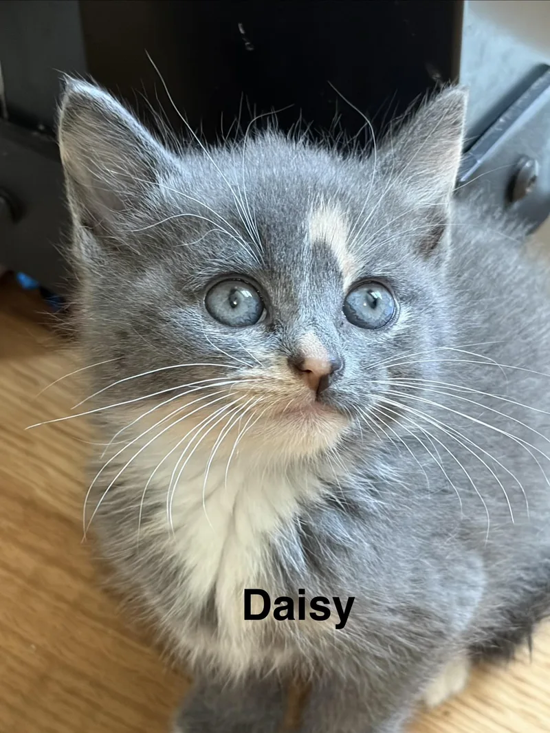 Daisy