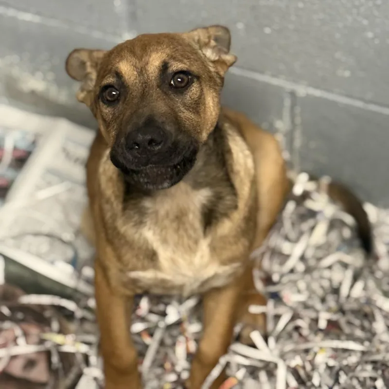 A baby small-sized female Brown / Chocolate Belgian Shepherd / Malinois dog named Curly for adoption in Blairsville, GA