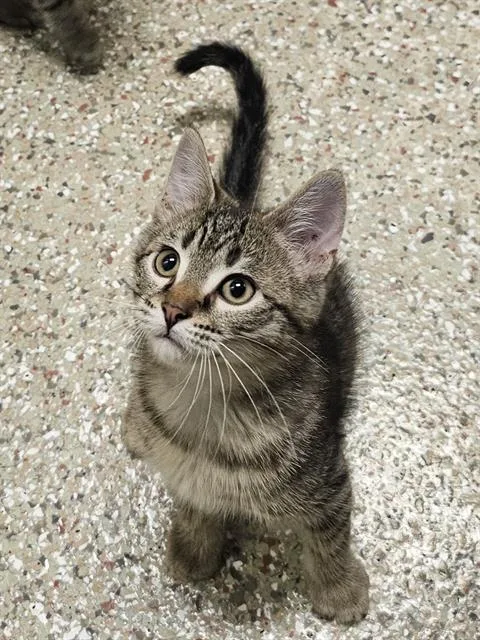 A baby medium-sized female Brown / Chocolate Domestic Short Hair cat named Mel for adoption in Clyde, NC