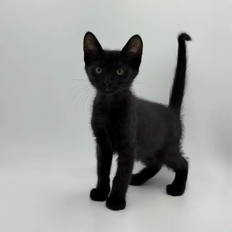 A baby medium-sized male Domestic Short Hair cat named Rhubarb for adoption in State College, PA