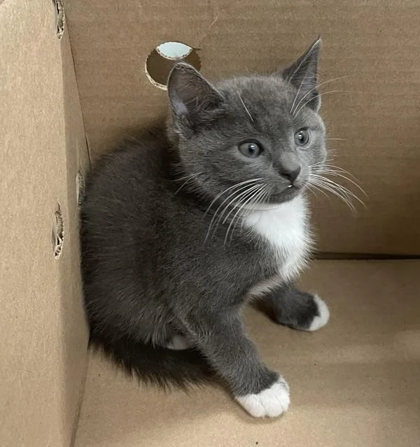 A baby small-sized female Domestic Short Hair cat named Rune for adoption in New York, NY