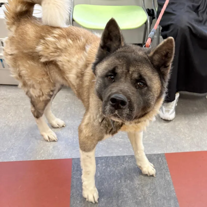 An adult large-sized female Akita dog named Winnie for adoption in Philadelphia, PA