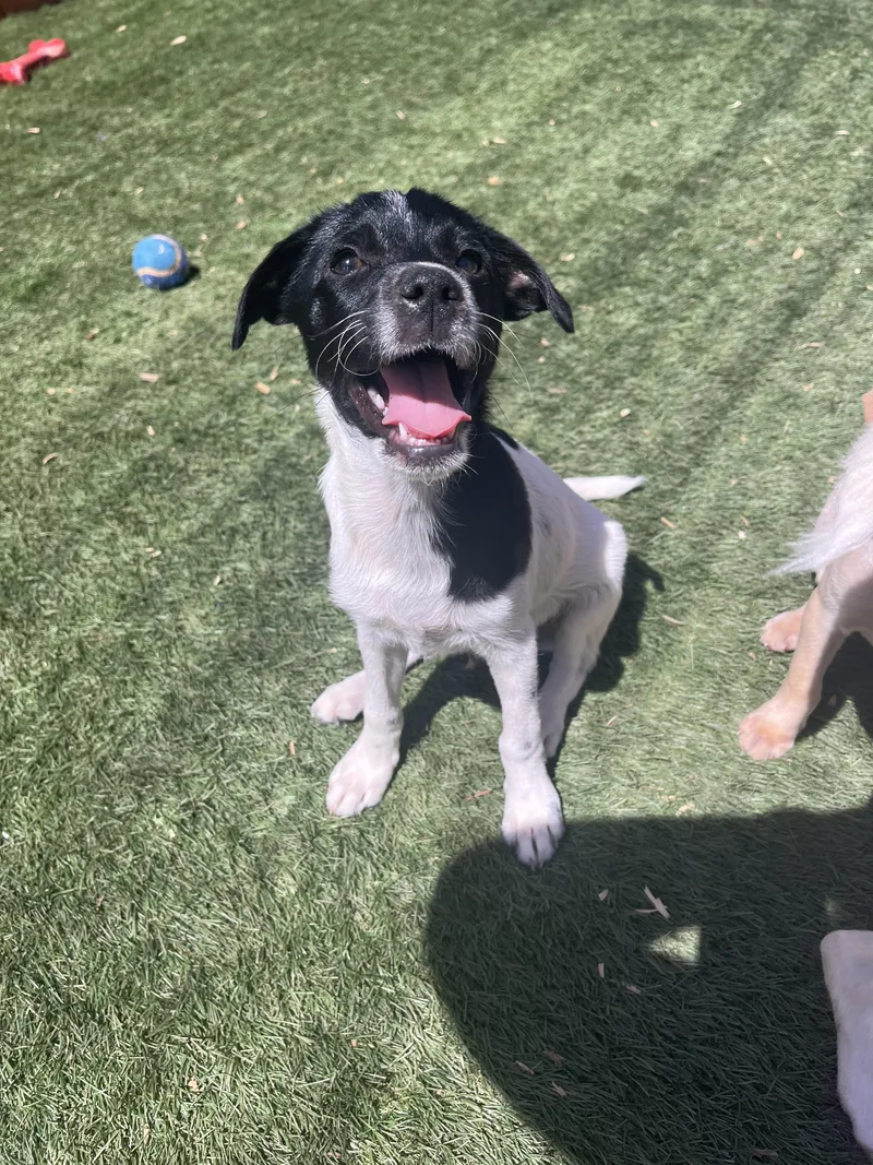 A baby small-sized male Jack Russell Terrier dog named Tucker Lee for adoption in El Cajon, CA