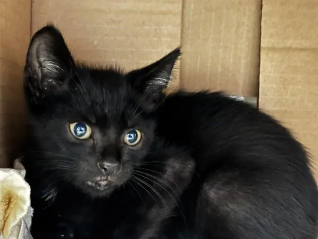 A baby small-sized male Domestic Short Hair cat named Sosa for adoption in Fort Lauderdale, FL