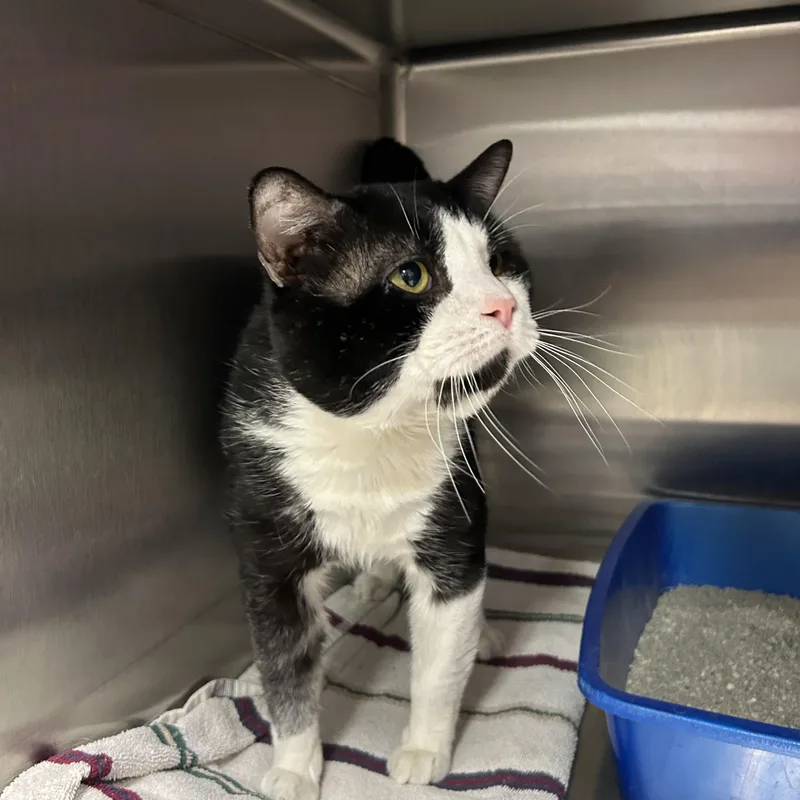 An adult medium-sized male Black & White / Tuxedo Tuxedo cat named Oreo for adoption in La Grange Park, IL