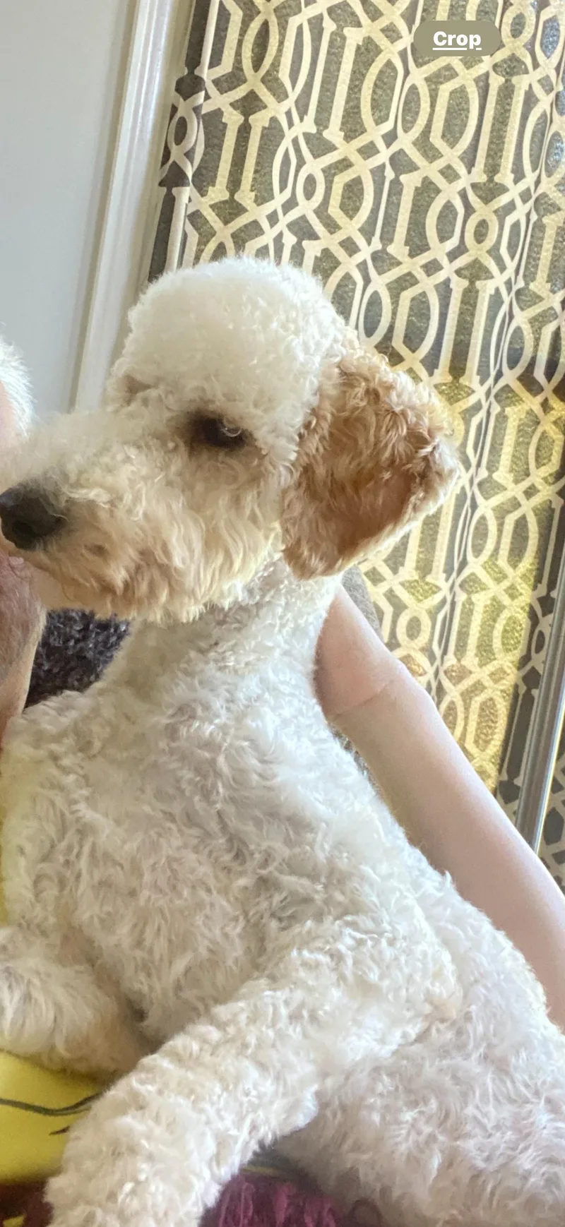 An adult medium-sized male White / Cream Standard Poodle dog named Charlie for adoption in Athens, AL