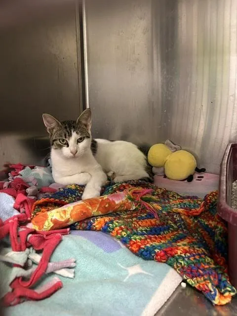 An adult medium-sized female Black & White / Tuxedo Domestic Short Hair cat named Big Deborah for adoption in Anoka, MN