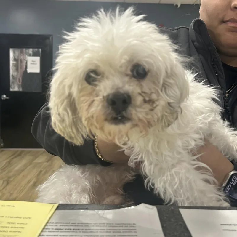 A baby small-sized male White / Cream Maltese dog named Jr. for adoption in Newark, NJ