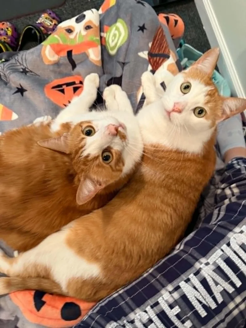 Nugget and Sweet Pea thumbnail 4