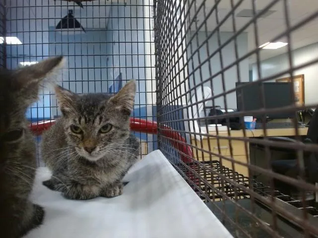 A baby small-sized male Domestic Short Hair cat named Jeff for adoption in Miami, FL