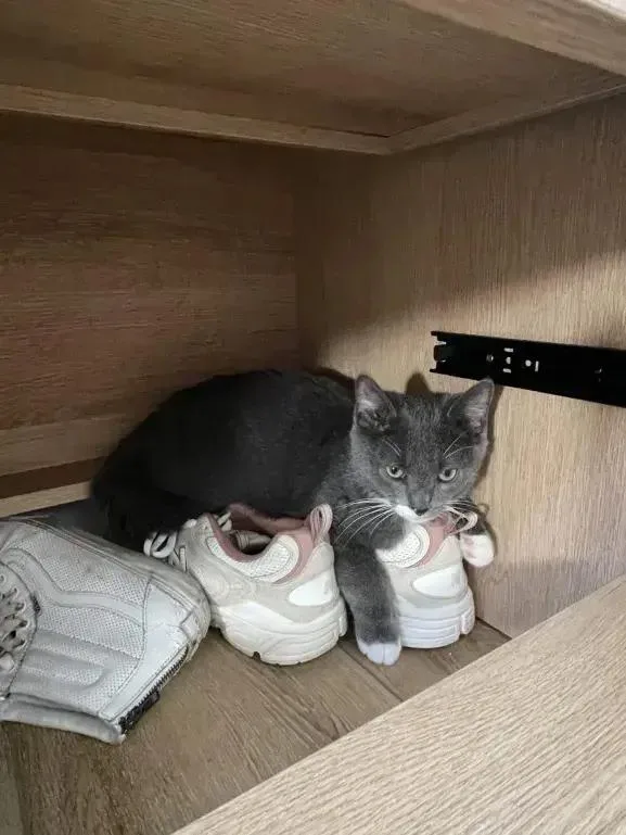 A baby small-sized male Domestic Short Hair cat named Mei for adoption in Grand Rapids, MI