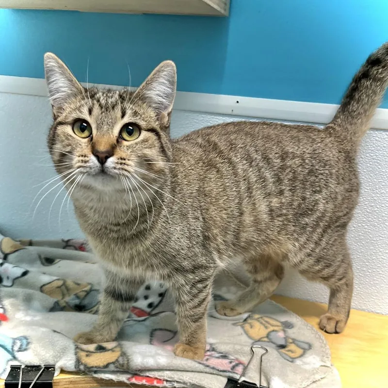 A young medium-sized female Brown / Chocolate Domestic Short Hair cat named Lynx for adoption in Inver Grove Heights, MN