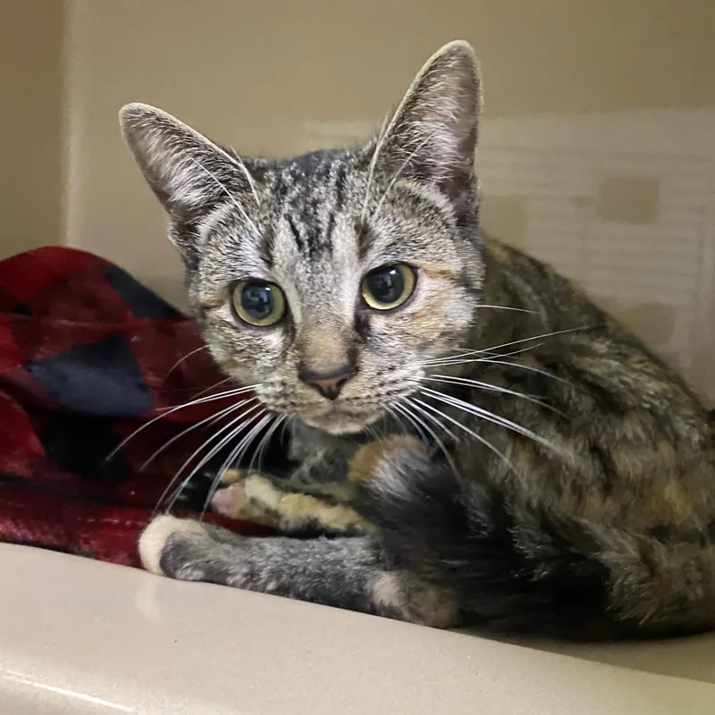 A young medium-sized female Tabby (Brown / Chocolate) Domestic Short Hair cat named Tillie for adoption in Elyria, OH