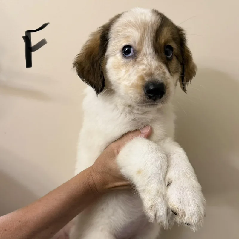 A baby large-sized female Great Pyrenees dog named Kahlua for adoption in Hamilton , NJ