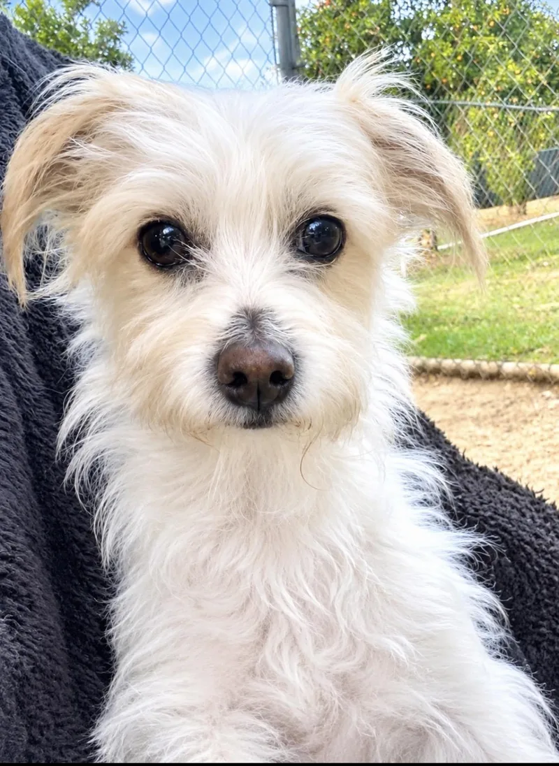 A young small-sized male Maltese dog named Jeffrey for adoption in Manhattan Beach, CA