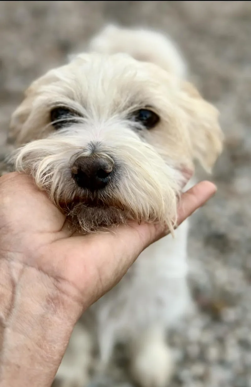 Jeffrey thumbnail 2