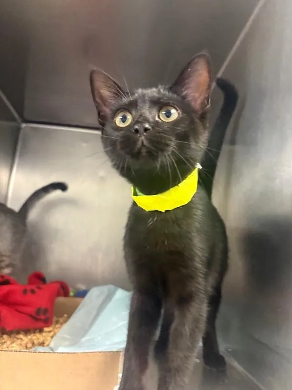 A young medium-sized female Black Domestic Short Hair cat named Hayden for adoption in Cincinnati, OH