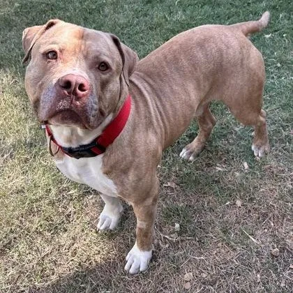 An adult large-sized male Apricot / Beige Pit Bull Terrier dog named Brutus for adoption in The Colony, TX