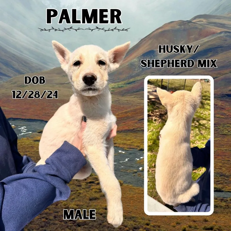 Palmer thumbnail 6