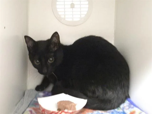 A baby medium-sized female Domestic Short Hair cat named Bray for adoption in Kent, WA