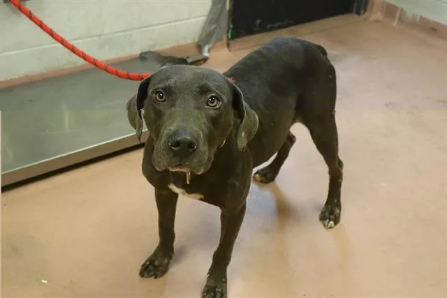 A young large-sized male Mixed Breed dog named Rayner for adoption in Columbia, SC
