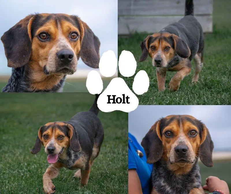 An adult small-sized male Black Beagle dog named Holt for adoption in Winchester, KY