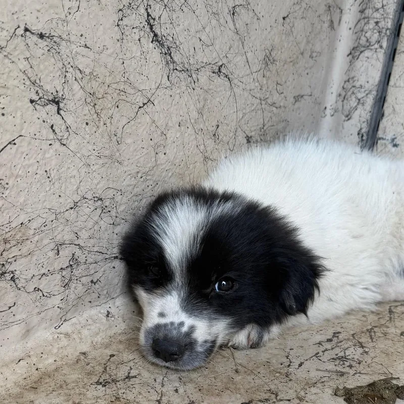 A baby small-sized female White / Cream Anatolian Shepherd dog named Randa for adoption in Bastrop, TX